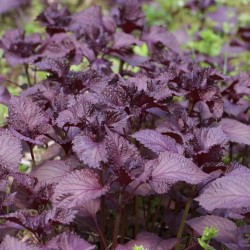 Hạt giống tía tô tím