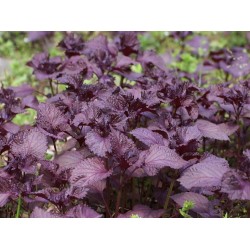 Hạt giống tía tô tím