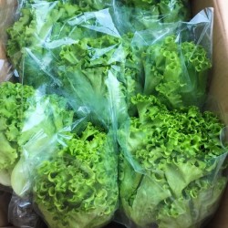 Hạt giống xà lách carol Đà Lạt