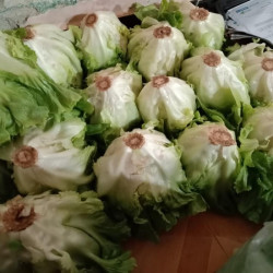 Hạt giống xà lách carol Đà Lạt