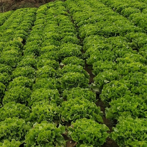 Hạt giống xà lách carol Đà Lạt