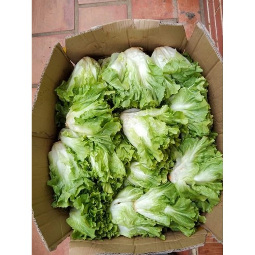 Hạt giống xà lách carol Đà Lạt