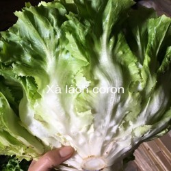 Hạt giống xà lách carol Đà Lạt