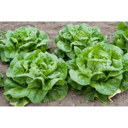 Hạt giống xà lách mỡ lá dày