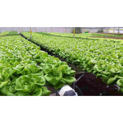 Hạt giống xà lách mỡ lá dày