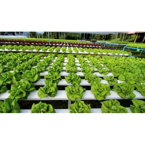Hạt giống xà lách mỡ lá dày