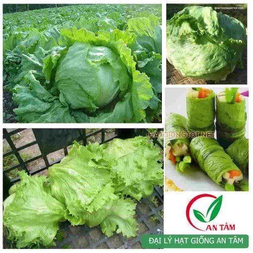 Hạt giống xà lách mỹ chịu nhiệt