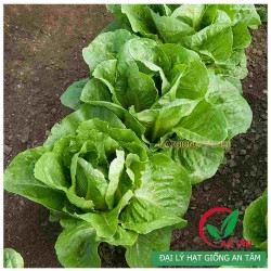 Hạt giống xà lách romaine