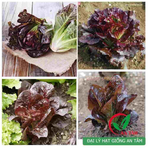 Hạt giống xà lách romaine đỏ