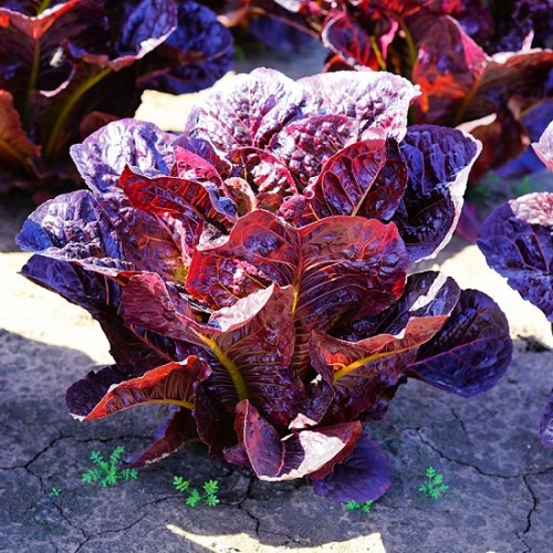 Hạt giống xà lách romaine tím