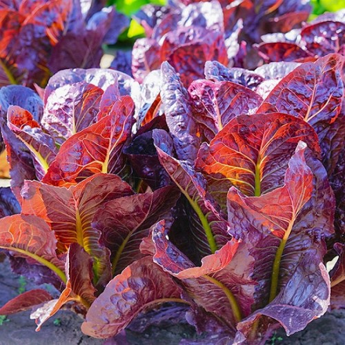 Hạt giống xà lách romaine tím