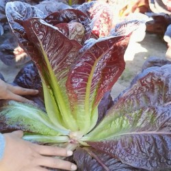 Hạt giống xà lách romaine tím