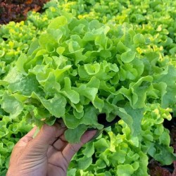 Hạt giống xà lách sồi xanh Okaleaf hữu cơ