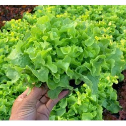 Hạt giống xà lách sồi xanh Okaleaf hữu cơ