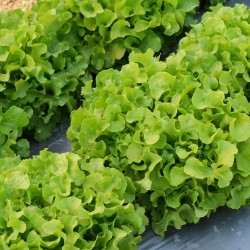 Hạt giống xà lách sồi xanh Okaleaf hữu cơ