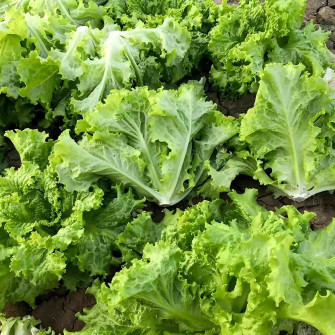 Hạt giống rau xà lách xoăn xanh