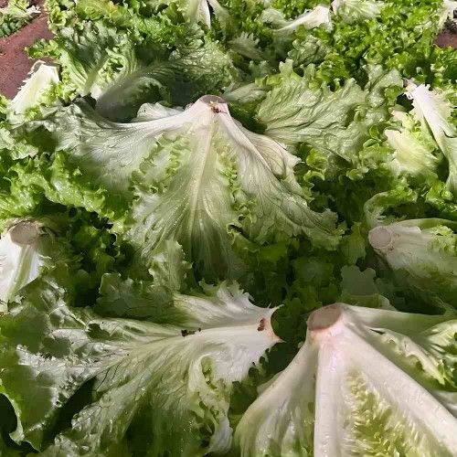 Hạt giống xà lách xoăn xanh