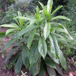 Hạt giống cây xương sông