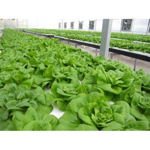 Hạt giống xà lách mỡ lá dày