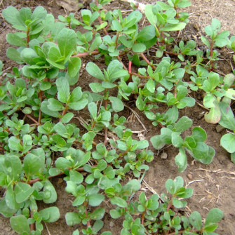 Tháng 4, 5,6 trồng rau gì ở miền bắc?