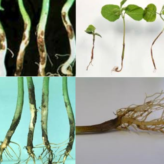 Bệnh chết rạp cây con ở dưa hấu cách phòng và chữa trị Bệnh chết rạp cây con ở dưa hấu cách phòng và chữa trị