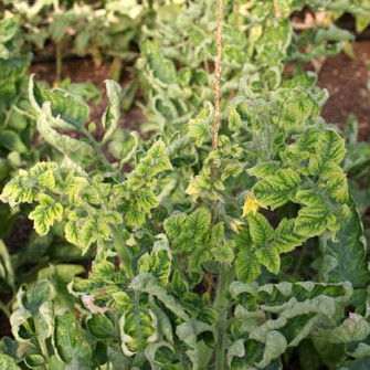 Cây cà chua bị xoăn lá (quăn lá) cách phòng và chữa trị Cây cà chua bị xoăn lá (quăn lá) cách phòng và chữa trị