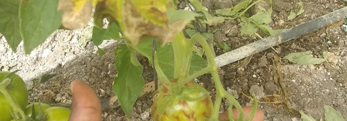 Cách kiểm soát bệnh đốm héo cà chua do virut Cách kiểm soát bệnh đốm héo cà chua do virut