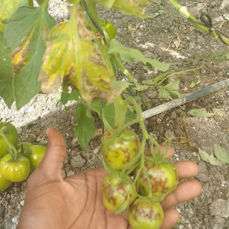 Cách kiểm soát bệnh đốm héo cà chua do virut