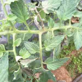 Phòng trừ và tiêu diệt bệnh sương mai trên cà chua Phòng trừ và tiêu diệt bệnh sương mai trên cà chua