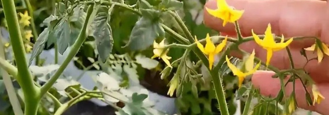 Cà chua ra hoa bị rụng không đậu trái? Cà chua ra hoa bị rụng không đậu trái?