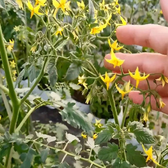 Cà chua ra hoa bị rụng không đậu trái? Cà chua ra hoa bị rụng không đậu trái?