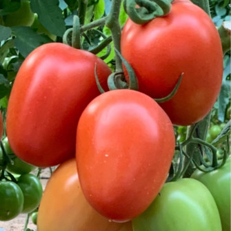 Giống cà chua mới có chứa vitamin D bạn có dám ăn không? Giống cà chua mới có chứa vitamin D bạn có dám ăn không?