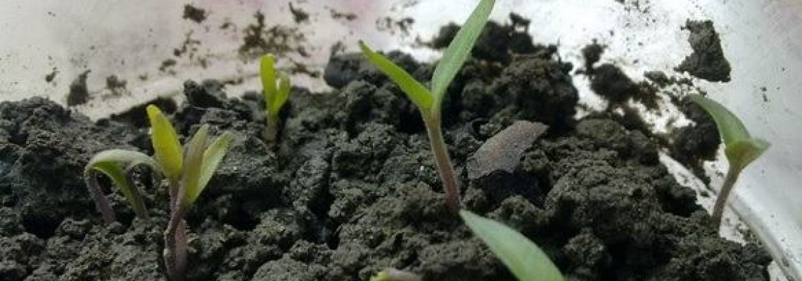 Hạt cà chua bao lâu nảy mầm? Hạt cà chua bao lâu nảy mầm?