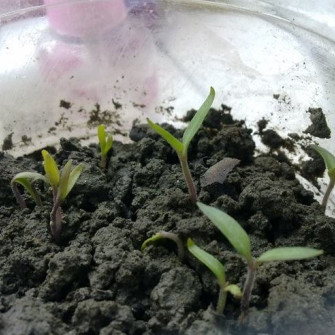 Hạt cà chua bao lâu nảy mầm?