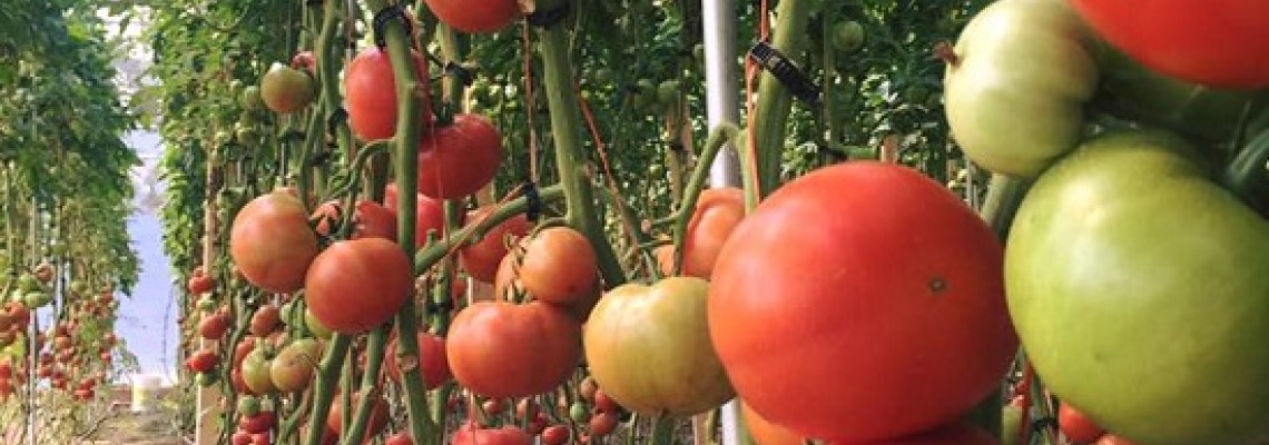 Kinh nghiệm trồng cà chua : Để cà chua có màu đỏ đẹp Kinh nghiệm trồng cà chua : Để cà chua có màu đỏ đẹp