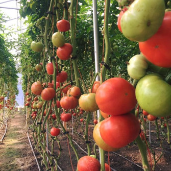 Kinh nghiệm trồng cà chua : Để cà chua có màu đỏ đẹp Kinh nghiệm trồng cà chua : Để cà chua có màu đỏ đẹp