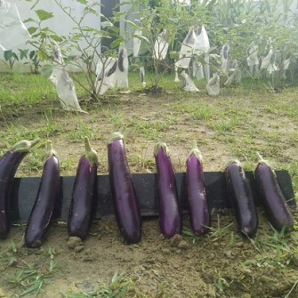 Thời vụ trồng cà tím ở miền bắc Thời vụ trồng cà tím ở miền bắc