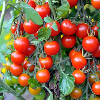 Trồng cà chua bi vào tháng mấy? Trồng cà chua bi vào tháng mấy?