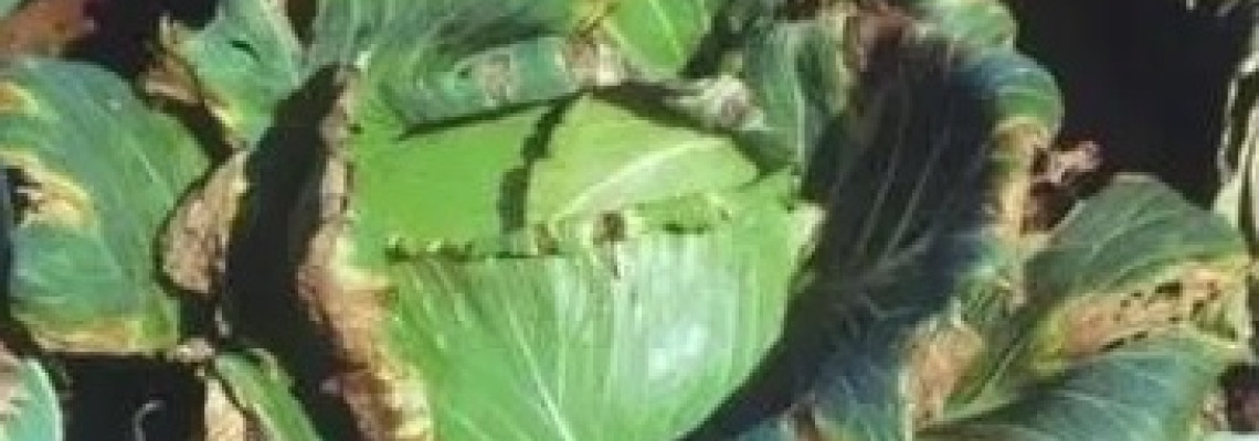 Bệnh cháy lá trên rau bắp cải do vi khuẩn Xanthomonas campestris Bệnh cháy lá trên rau bắp cải do vi khuẩn Xanthomonas campestris