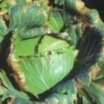 Bệnh cháy lá trên rau bắp cải do vi khuẩn Xanthomonas campestris