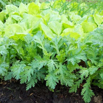 Các loại rau trồng ngắn ngày dễ chăm sóc Các loại rau trồng ngắn ngày dễ chăm sóc