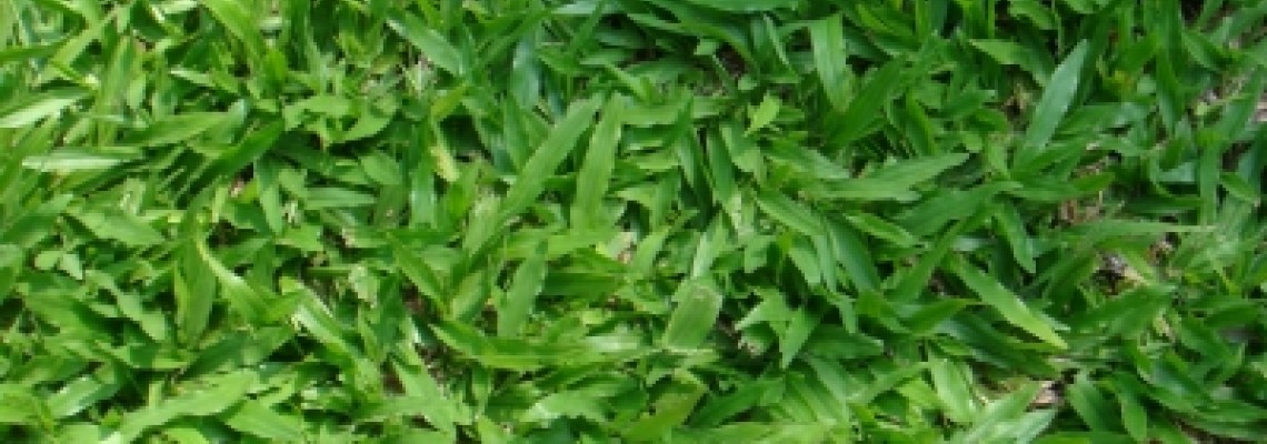 Cách chăm sóc cỏ lá gừng thái? Cách chăm sóc cỏ lá gừng thái?