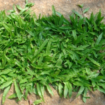 Cách chăm sóc cỏ lá gừng thái? Cách chăm sóc cỏ lá gừng thái?