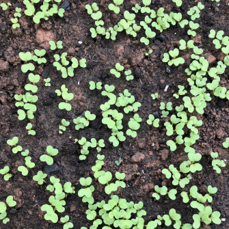 Cách gieo hạt cải đều đẹp xanh mơn mởn