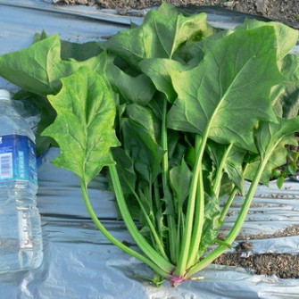 Cách gieo hạt giống cải bó xôi từ hạt Cách gieo hạt giống cải bó xôi từ hạt