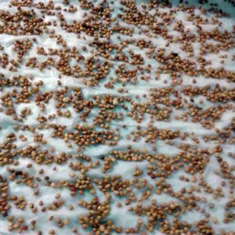 Cách ngâm hạt giống rau cải? Cách ngâm hạt giống rau cải?