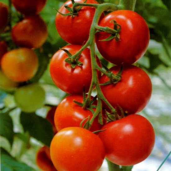 Hướng dẫn cách trồng cà chua bi trong thùng xốp cho quả nặng trĩu