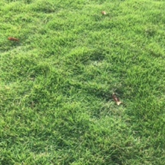 Cách trồng cỏ bermuda hướng dẫn chi tiết kỹ thuật chăm bón và gieo trồng Cách trồng cỏ bermuda hướng dẫn chi tiết kỹ thuật chăm bón và gieo trồng