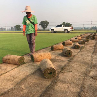 Cách trồng cỏ nhung nhật bản Cách trồng cỏ nhung nhật bản