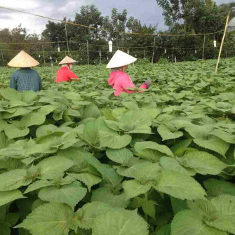 Cách trồng lá mè hàn quốc từ hạt Cách trồng lá mè hàn quốc từ hạt